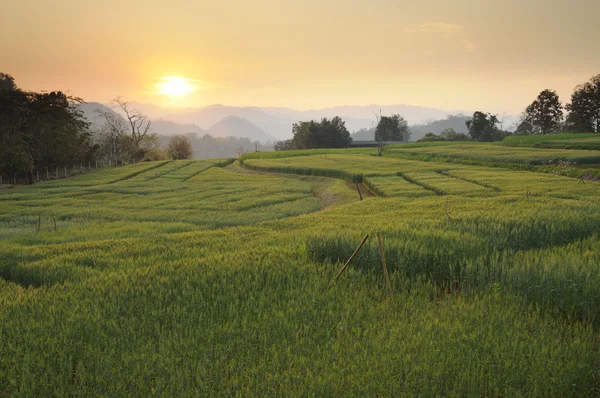 Sunset at fields of green barley — Stock Photo, Image