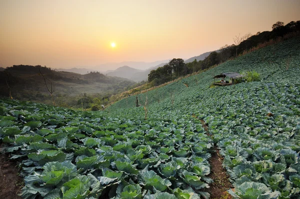 Sunset over a field of cabbage. — Stock Photo, Image