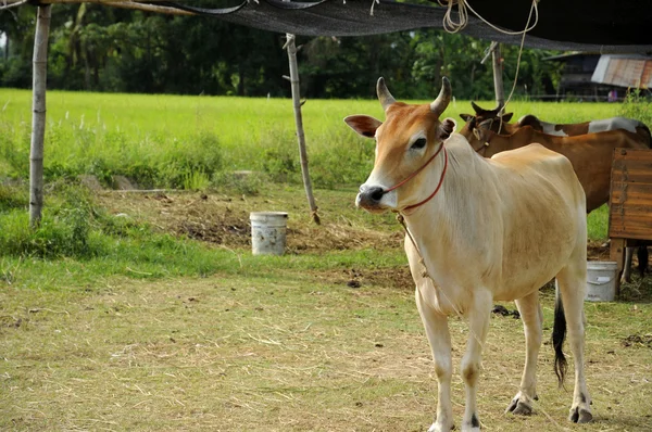 Bovins à viande — Photo