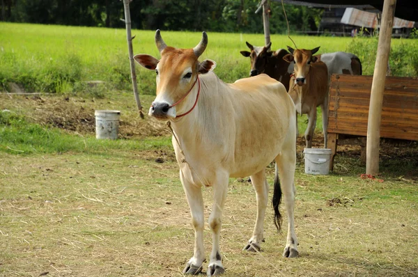 Bovini da carne — Foto Stock