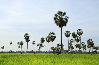 şeker palmiye ağacı