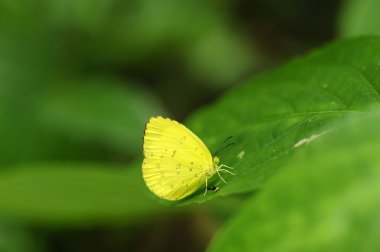 yeşil yaprakları closeup kelebeği.