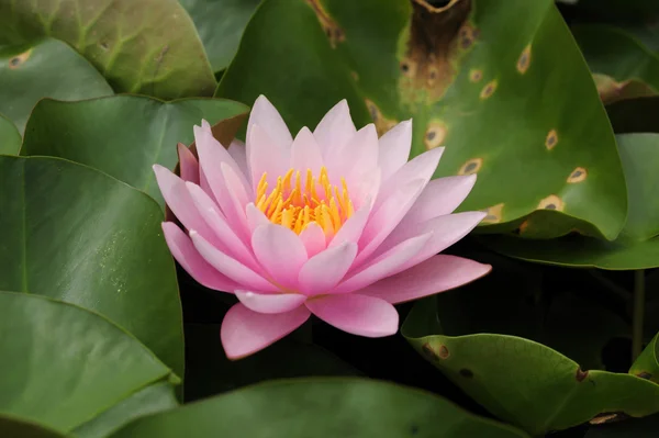 This is waterlily or lotus in asia. — Stock Photo, Image