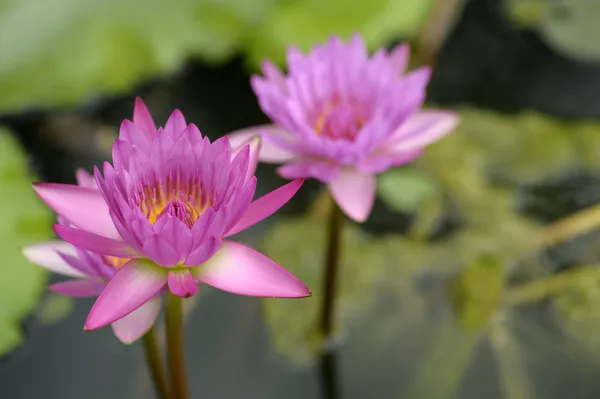 Isto é waterlily ou lótus na Ásia . — Fotografia de Stock