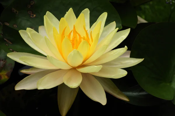 Detta är näckros eller lotus i Asien. — Stockfoto