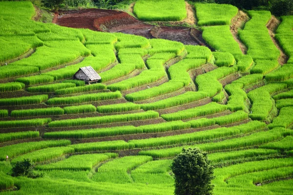 Rice Terrace at Maechaem in Thailand — Stock Photo, Image