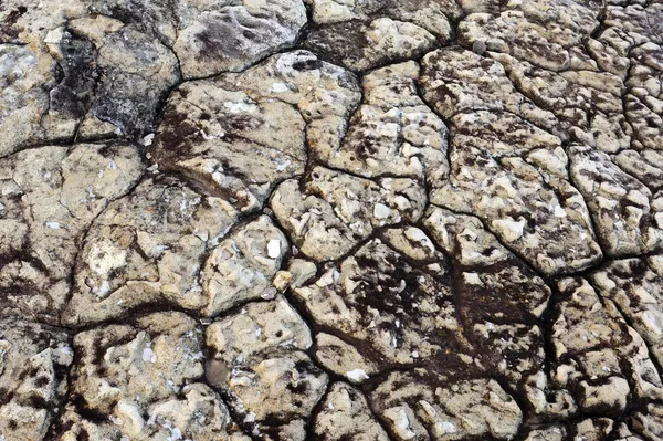 Dry ground — Stock Photo, Image