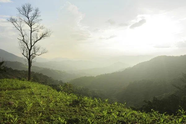 Luce del mattino sulla cima della collina . — Foto Stock