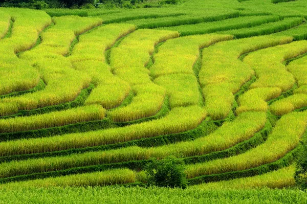 Rice Terrace at Maechaem in Thailand — Stock Photo, Image