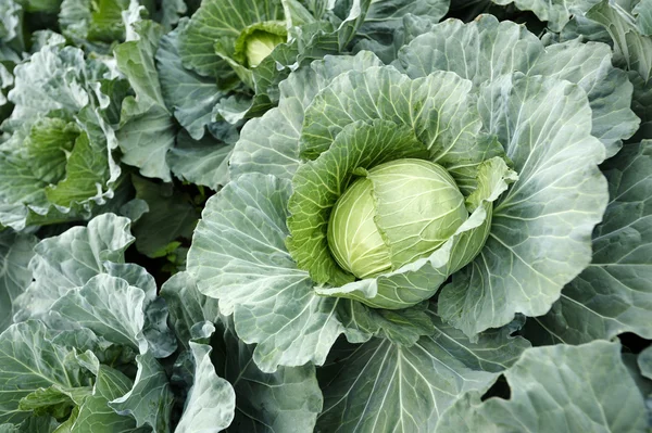 Fresh green cabbage — Stock Photo, Image