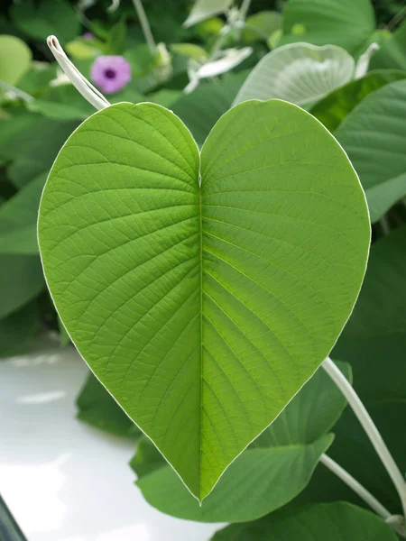 Una hoja verde — Foto de Stock