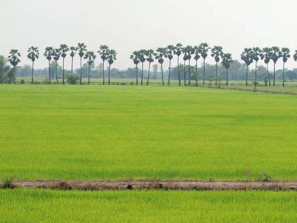 Rice Fields — Stock Photo, Image