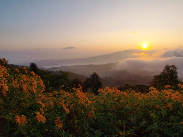 黄色の花のフィールド. — ストック写真