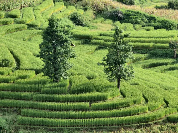 Rice Terrances — Stock Photo, Image