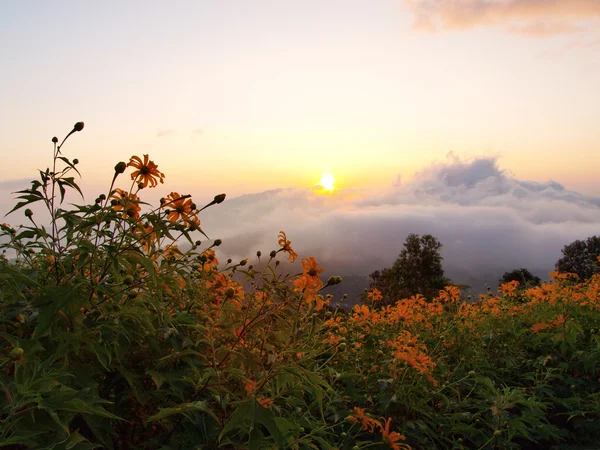 Fields of yellow flowers. — Stock Photo, Image