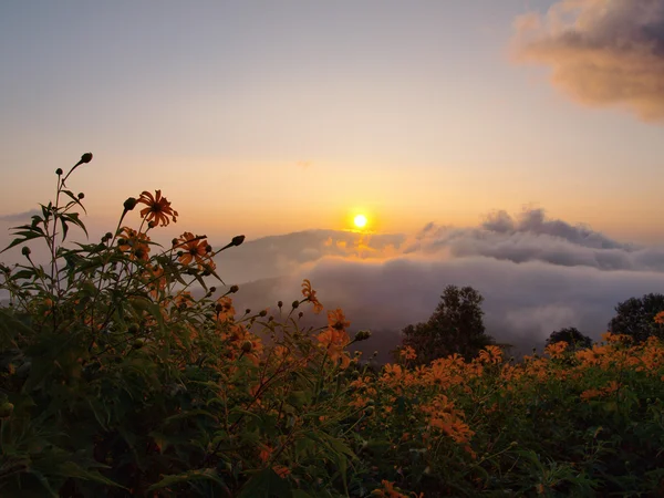 Fields of yellow flowers. — Stock Photo, Image