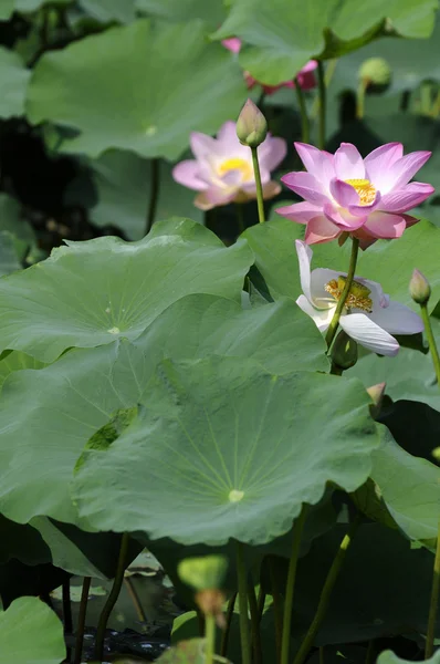 Lotusväxter — Stockfoto