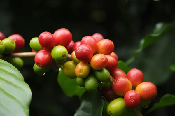 Fresh coffee beans — Stock Photo, Image