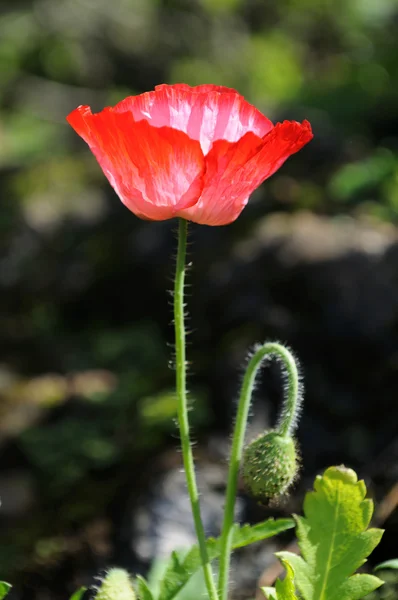 Blauwmaanzaad — Stockfoto