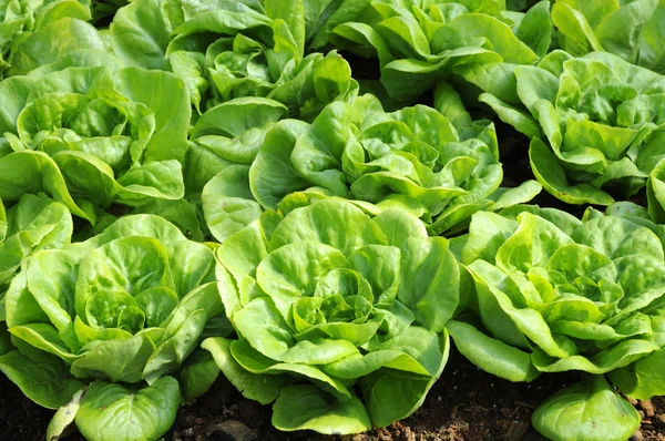 Butterhead lettuce — Stock Photo, Image