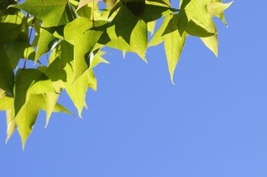 akçaağaç yaprağı