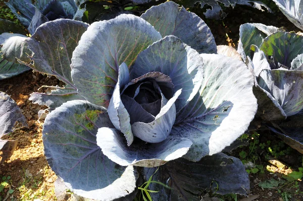 Red Cabbage — Stock Photo, Image