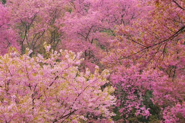 Sakura rosa — Fotografia de Stock
