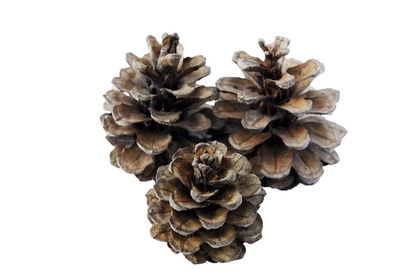 Pine Cones — Stock Photo, Image