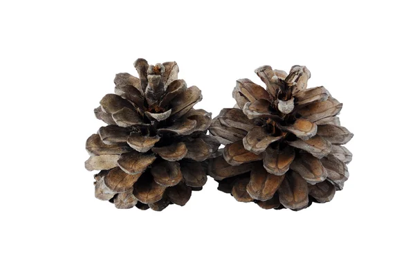 Pine Cones — Stock Photo, Image