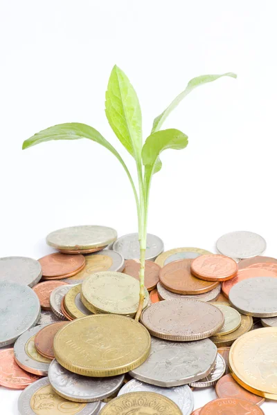 Growing money and plant, isolated on white — Stock Photo, Image