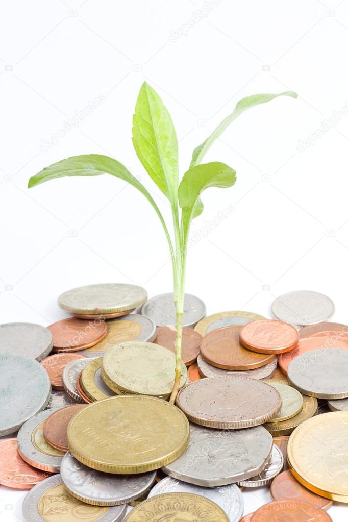 Growing money and plant, isolated on white