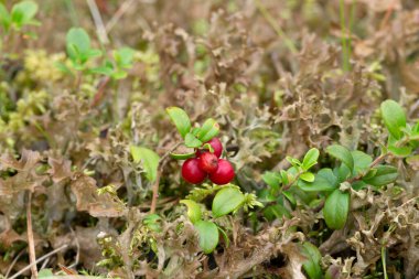Olgun lingonberries, Aşı vitis-idaea İzlanda yosunları arasında büyüyor, Cetraria adlandica