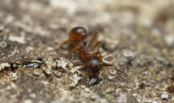 Myrmica Ameise Ernährt Sich Von Eichensaft Fotografiert Mit Hoher Vergrößerung — Stockfoto