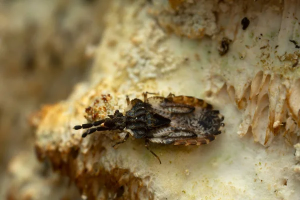 高倍放大摄影的真菌上的扁虫 Aradus Depression — 图库照片