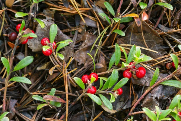 Bearberry Arctostaphylos Uva Ursi Φυτό Ώριμα Μούρα — Φωτογραφία Αρχείου
