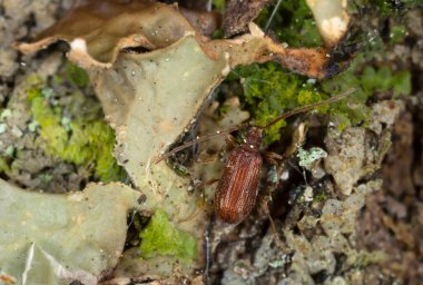 Örümcek böceği, Ptinus subpillosus akciğer otu, Lobaria pulmonaria, makro fotoğraf