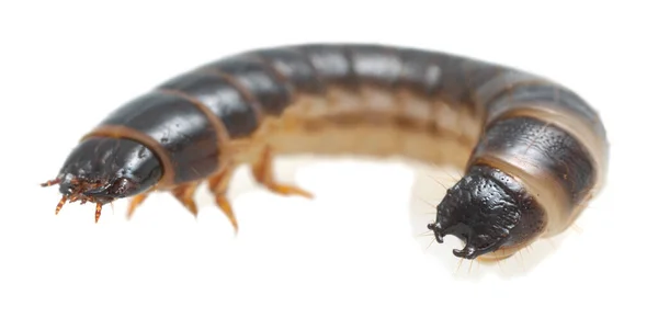 Click Beetle Harminius Undulatus Larva Isolated White Background — Fotografia de Stock