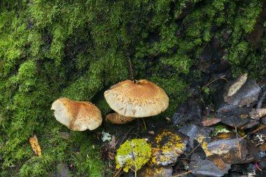 Shaggy Scalcap, Pholiota karesi doğal ortamda büyüyor.