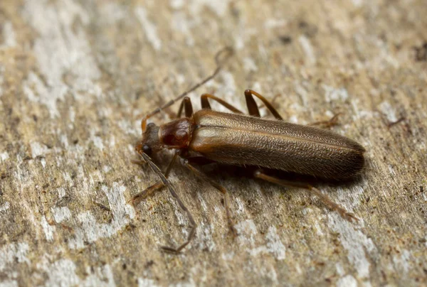 Coléoptère Soldat Podistra Sur Bois Macro Photo — Photo