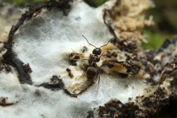 Λάσιος Μυρμήγκι Μύκητες Κοντινή Φωτογραφία Royalty Free Εικόνες Αρχείου