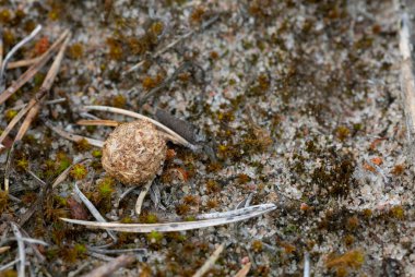 Bulanık tavşandan sonra dışkılar, kumlu ortamda Lepus timidus.