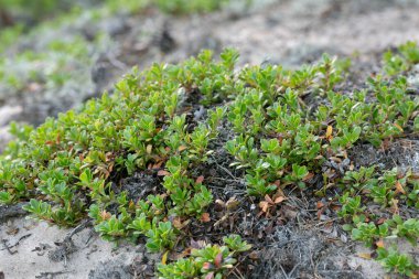 Kinnikinnick, Arctostaphylos uva-ursi bitkileri kuru kumlu ortamda yetişiyor