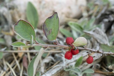 İskandinav kronometresi, Cotoneaster İskandinavya bitkisi