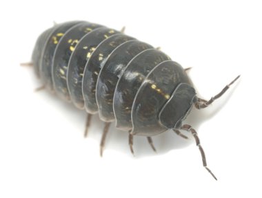 Yaygın hap böceği, beyaz arkaplanda armadilyum vulgare, makro fotoğraf