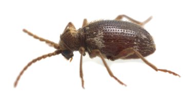 Beyazlaşmış örümcek böceği, beyaz arka planda izole edilmiş Ptinus kürkü, bu böcek depolanmış yiyeceklere musallat olabilir.