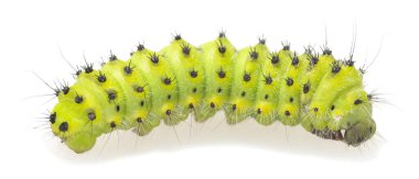 Küçük imparator güvesi, Saturnia pavonia larvası beyaz arka planda izole edilmiş, makro fotoğraf
