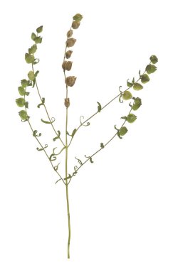 Rhinanthus angustifolius beyaz arka planda izole edilmiş.