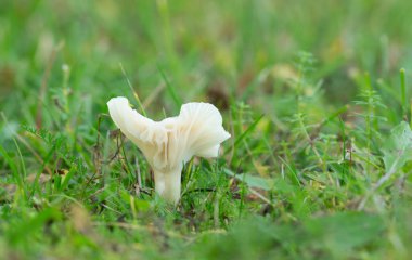 Karlı balmumu kapsülü, Cuphophyllus bakiresi çimenlerin arasında büyüyor.