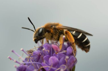 Turuncu bacaklı çizgili arı, Halictus rubicundus şeytanın ısırığı, Succisa pratensis