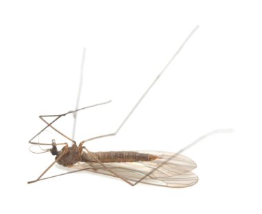 Kış tatarcığı ve Trichocera beyaz arka planda izole edilmiş